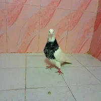 کفتر طوقی