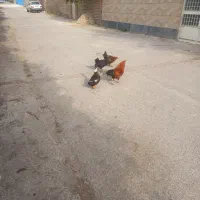 خروس دوتا مرغ اوردک