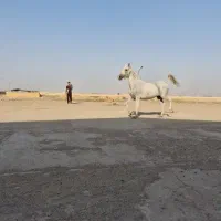 مادیان یکسر|اسب و تجهیزات اسبسواری|کارون, |دیوار