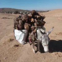 الاغ|حیوانات مزرعه|کوهدشت, |دیوار