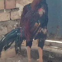 خروس اوشامو|حیوانات مزرعه|زاوه, |دیوار