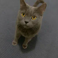 گربه بریتیش بلو