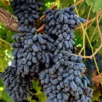 نهالستان گردو و بادام لیبل‌دار پالیز|خدمات باغبانی و درختکاری|بوانات, |دیوار