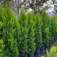 فروش گیاهان ممتاز و زینتی لاوسون،یاس هلندی وشمشاد|خدمات باغبانی و درختکاری|تنکابن, |دیوار