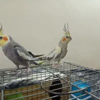 یک جفت عروس هلندی سخنگو