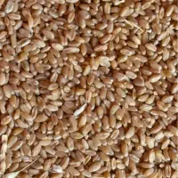 گندم پیشگام خیلی تمیز