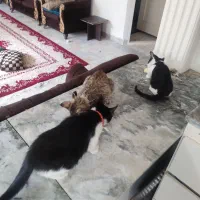 واگذاری گربه