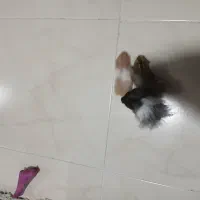 همستر|موش و خرگوش|اصفهان, فرح آباد|دیوار