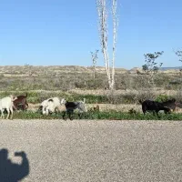 بز چووش نربز