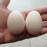 تخم مرغ لاری