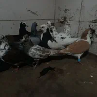 کفتر