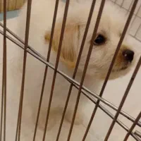 سگ خانگی|سگ|پرند, فاز ۵|دیوار