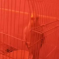 عروس هلندی  ماده|پرنده|کیاشهر, |دیوار