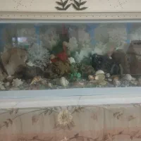 آکواریوم|ماهی|زاهدان, |دیوار