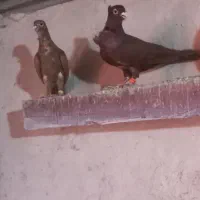 کبوتر جفت سینه فر زععفرانی کاکلی لیمو و نارش