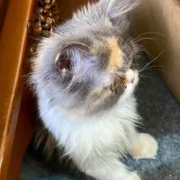 واگذاری گربه پرشین