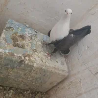 ماده کربلایی