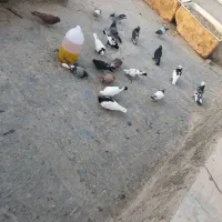 کفتر|پرنده|مرودشت, ابوذر جنوبی|دیوار