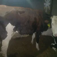 گاو با گوساله سیمینتال جوان