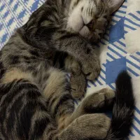 گربه واگذاری|گربه|گرگان, |دیوار