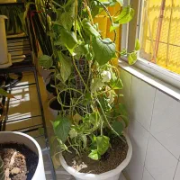 گل طبیعی|گل و گیاه طبیعی|مبارکه, |دیوار