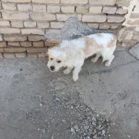 سگ خانگی 2ساله|سگ|میاندوآب, |دیوار