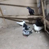 کفتر یاهو|پرنده|قم, گلزار|دیوار
