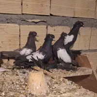 کبوتر الوان قره کوینح