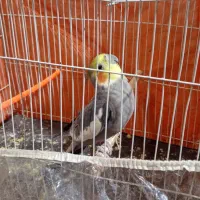 عروس هلندی|پرنده|تایباد, |دیوار