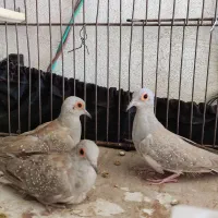 کبوتر خونگی قرمز