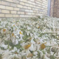 بابونه شیرین گاوی تر و‌ خشک
