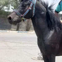 اسب نریان