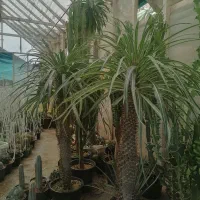 کاکتوس. آگاو. نخل مادگاسکار بزرگ|گل و گیاه طبیعی|نی‌ریز, |دیوار