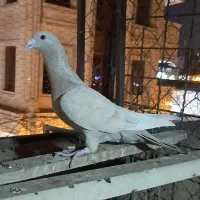 دو طوق کبوتر|پرنده|آبیک, |دیوار