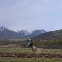 اسب مادیان اصیل کرد