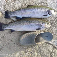 فروش ماهی قزل رنگین کمان