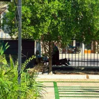 چند نیرو جهت کار در کافه فستفود دان نیازمندیم