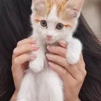 بچه گربه ملوس خونگی