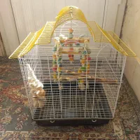 قفس پرنده عروس هلندی طوطی برزیلی و..