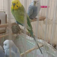 اسباب|اسباب‌بازی بچه|شادگان, |دیوار