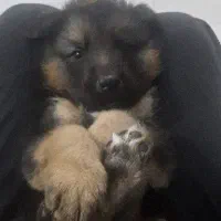 واگذاری توله سگ ژرمن