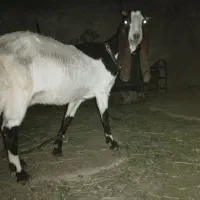 بزابس پنجاب