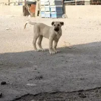 واگذاری سگ سرابی