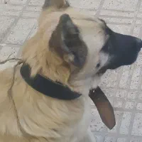 ماده جرمن واگزاری