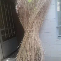 جارو شهرداری