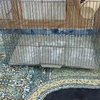 قفس فروشی سالم نو