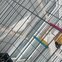 جفت البینو فروشی