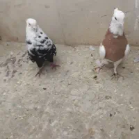 کبوتر|پرنده|شیراز, شهرک دارایی|دیوار