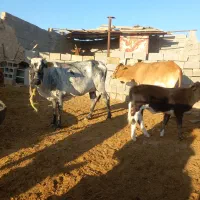 گاو و گوساله