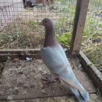 کبوتر|پرنده|بره‌سر, |دیوار